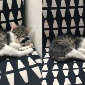 Tigrou (ex Pouf)