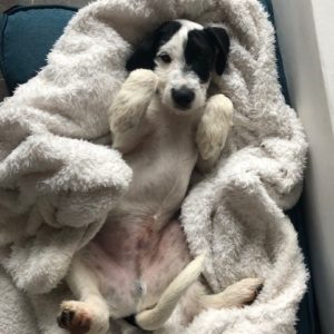 Toki (ex Poussin 2)