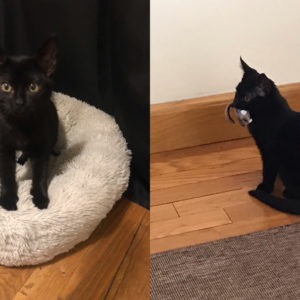 Shadow (ex Salma)