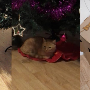 Thomas (ex Karotte)