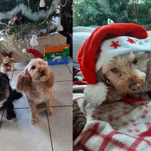 Luna (ex Morjo) et Caline (ex Maya)