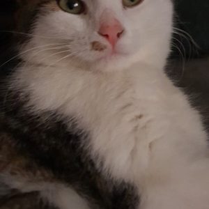 Ayla