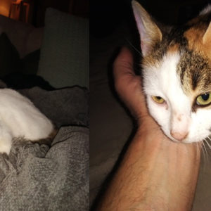 Tokyo (ex Colombe)