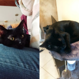 Cookie (ex Solem)