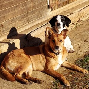 Fauve et Bamby