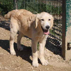 SEMILLON