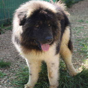 ROSCO