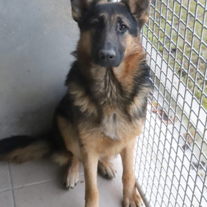 REX