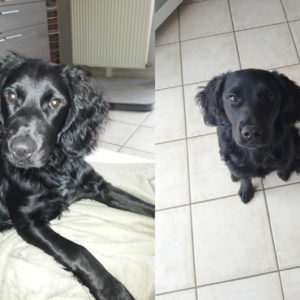 Mylo