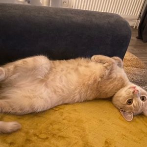 Nala (ex Barbacrème)