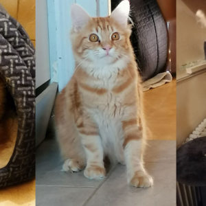 Sun (ex Pomme Noisette)