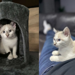 Snow (ex Trixie)