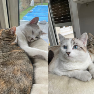 Sissi (Cléo) et Sheeran (Silver)