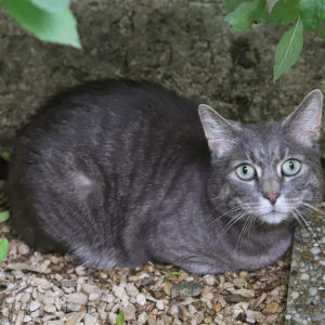 TIGROU