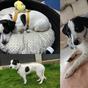 Pacha (ex Poussin 1)