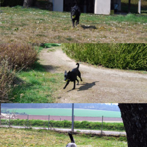 Réglisse