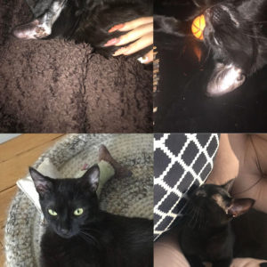 Shadow (ex Salma)