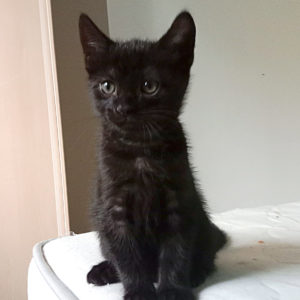 FLOKI