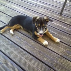 Belle (ex Fraise)