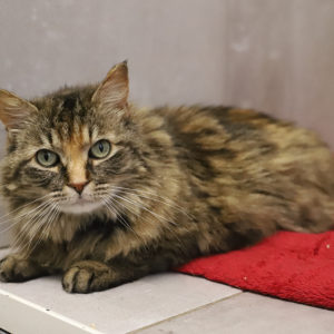 SYBELLE