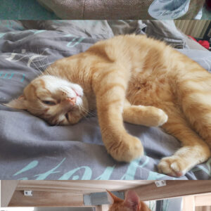 Biscuit (ex Tanguy)
