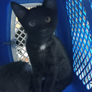 KIMI
