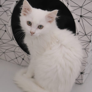 DUCHESSE