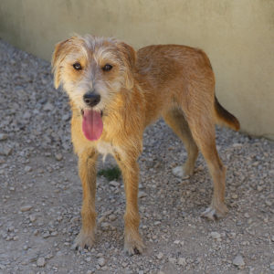 LILOU
