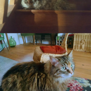 Maggy (ex Sybelle)