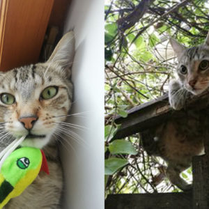 Pépito