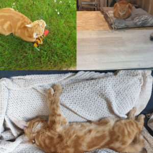 Doudou (ex Pain de my)