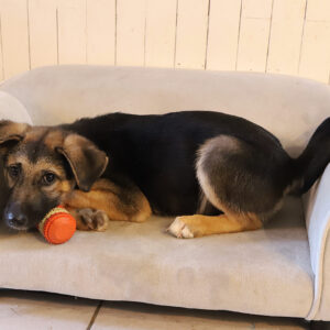THOR