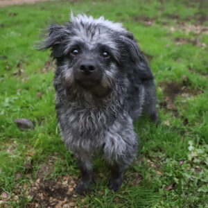 COOPER