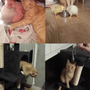 Thomas (ex Carotte)