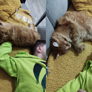 Sun (ex Pomme Noisette)