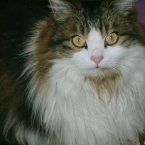 Bella