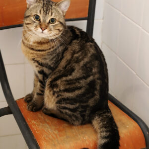 TIGROU