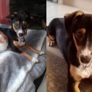 Belle (ex Fraise)