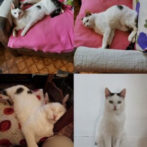 Kitty (ex Bonbonnière)