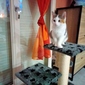 TESSIE (ex INES)