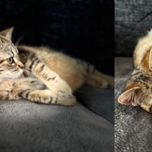 Penny (ex Bonbon)