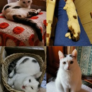 Kitty (ex Bonbonnière)