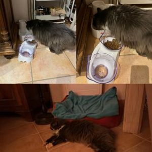 Stella (ex Bella Dona)