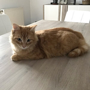 CARAMEL