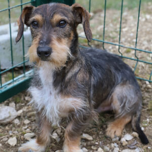 SOCRATE