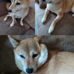 Makita