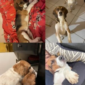 Pif et Gino (Junior)