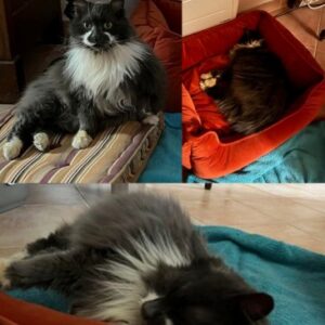 Stella (ex Bella Dona)