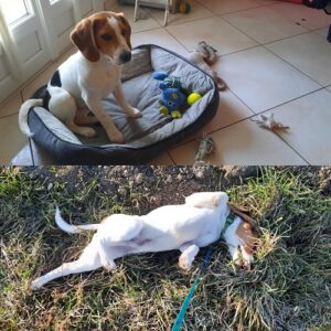 Toby (ex Tapas)