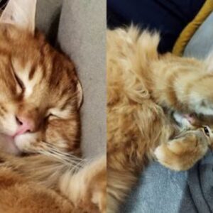 Sun (ex Pomme Noisette)